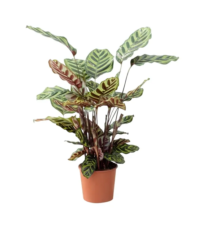plnts-rareplnts-calathea-makoyana-zimmerpflanze-45cm-pflegeleicht image 1
