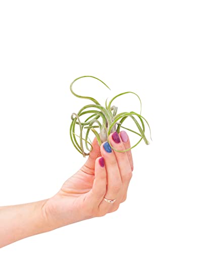 plnts-babyplnts-tillandsia-caput-medusae-luftpflanze-10-cm image 5