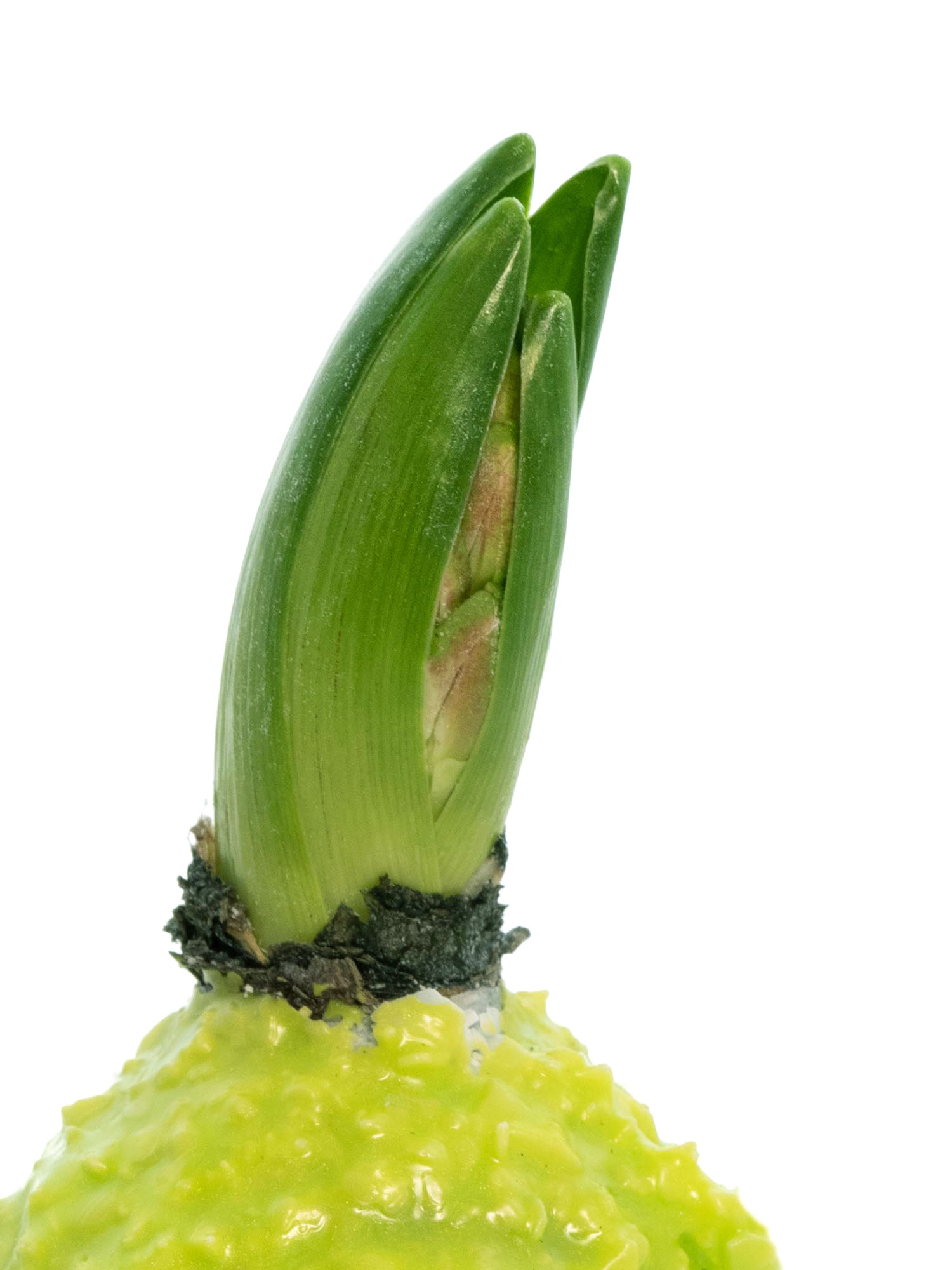 blumigo-fr-hlingsknollen-hyazinthenknollen-wachs-gr-n-flocken image 2