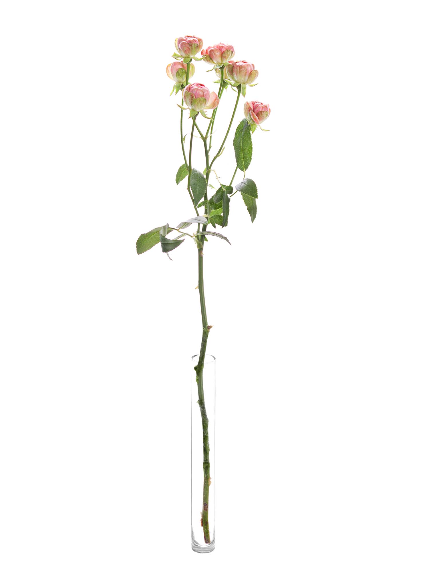 blumigo-wild-radish-rosen-verzweigt-rosa-pink image 3