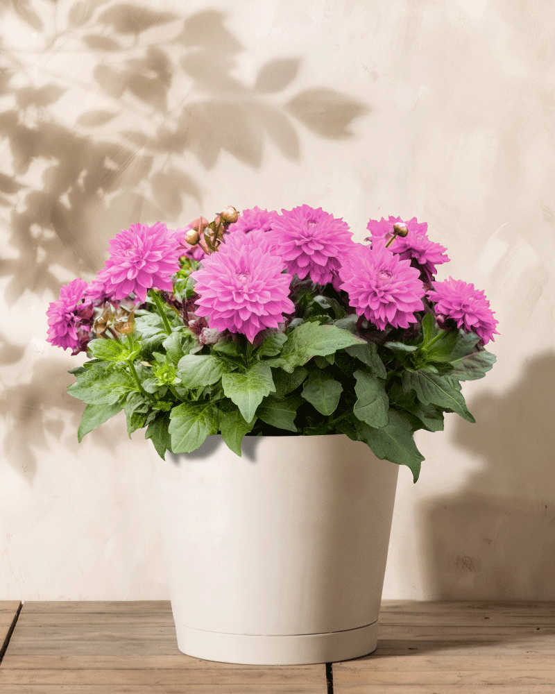 feey-amsterdam-dahlien-pink-3-stk-knollen-zum-eingraben image 1