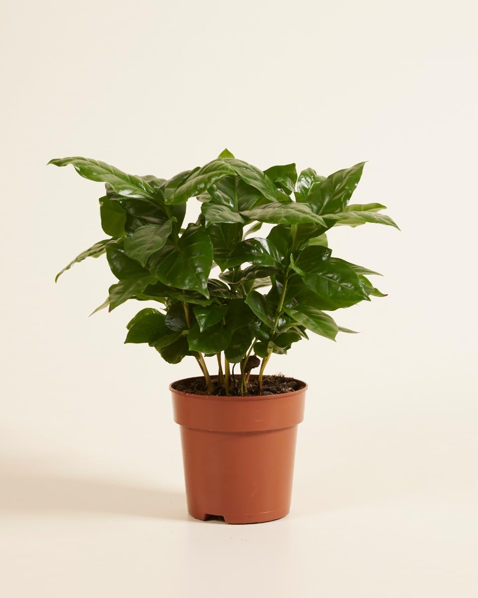 plnts-rareplnts-coffea-arabica-zimmerpflanze-25-cm-12-cm-topf image 2