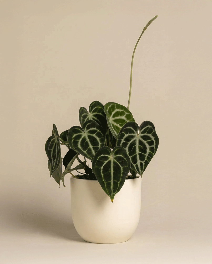 feey-variado-anthurium-clarinervium-zimmerpflanze-ohne-bertopf image 5