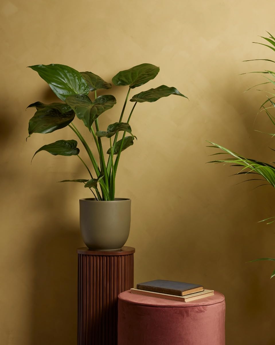 plnts-rareplnts-alocasia-cucullata-zimmerpflanze-65-cm-pfeilblatt image 5