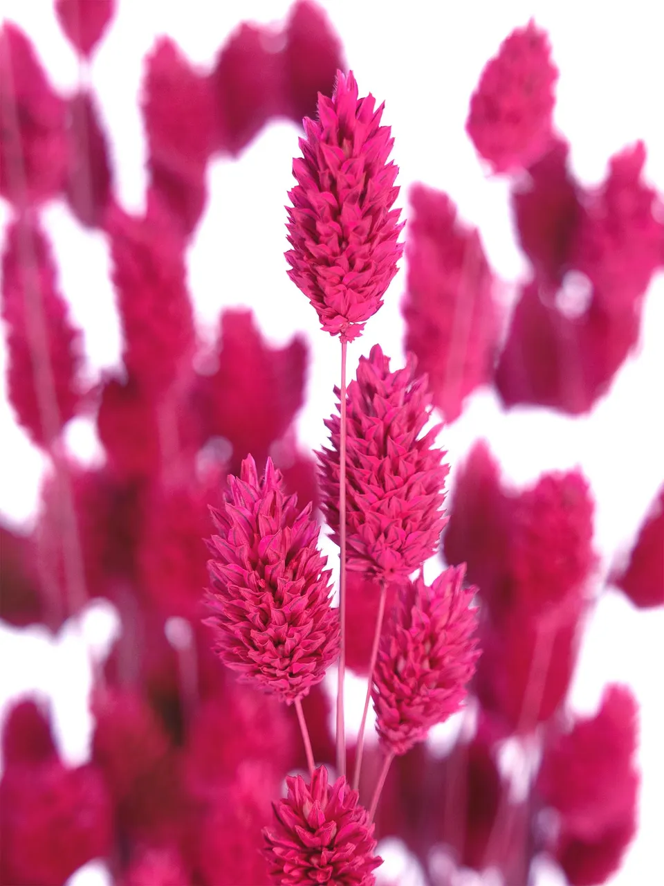 blumigo-trockenblumen-phalaris-glanzgr-ser-pink-getrocknet image 1