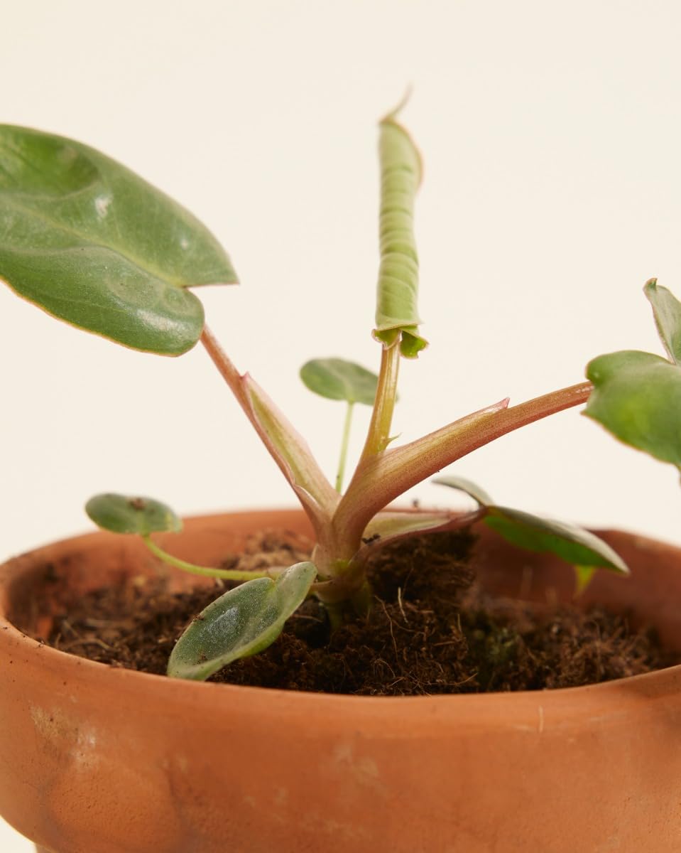 plnts-babyplnts-philodendron-billietiae-baby-4cm-10cm image 5