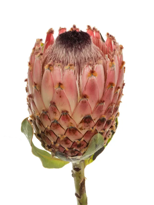 blumigo-proteen-protea-magnifica-schnittblume-exotisch-stiel image 1