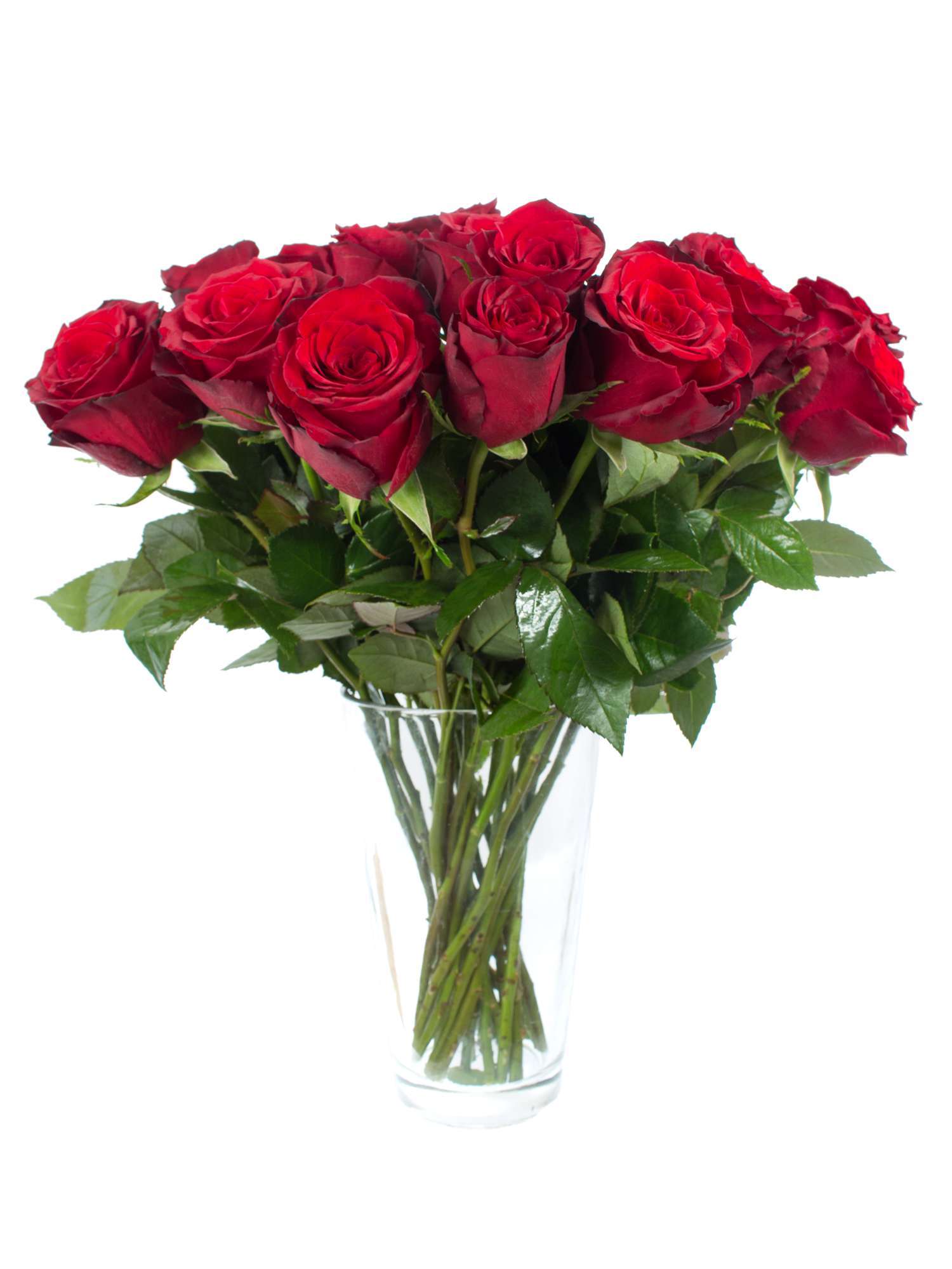 blumigo-100-kurze-rote-rosen-40-cm-schnittrosen image 5