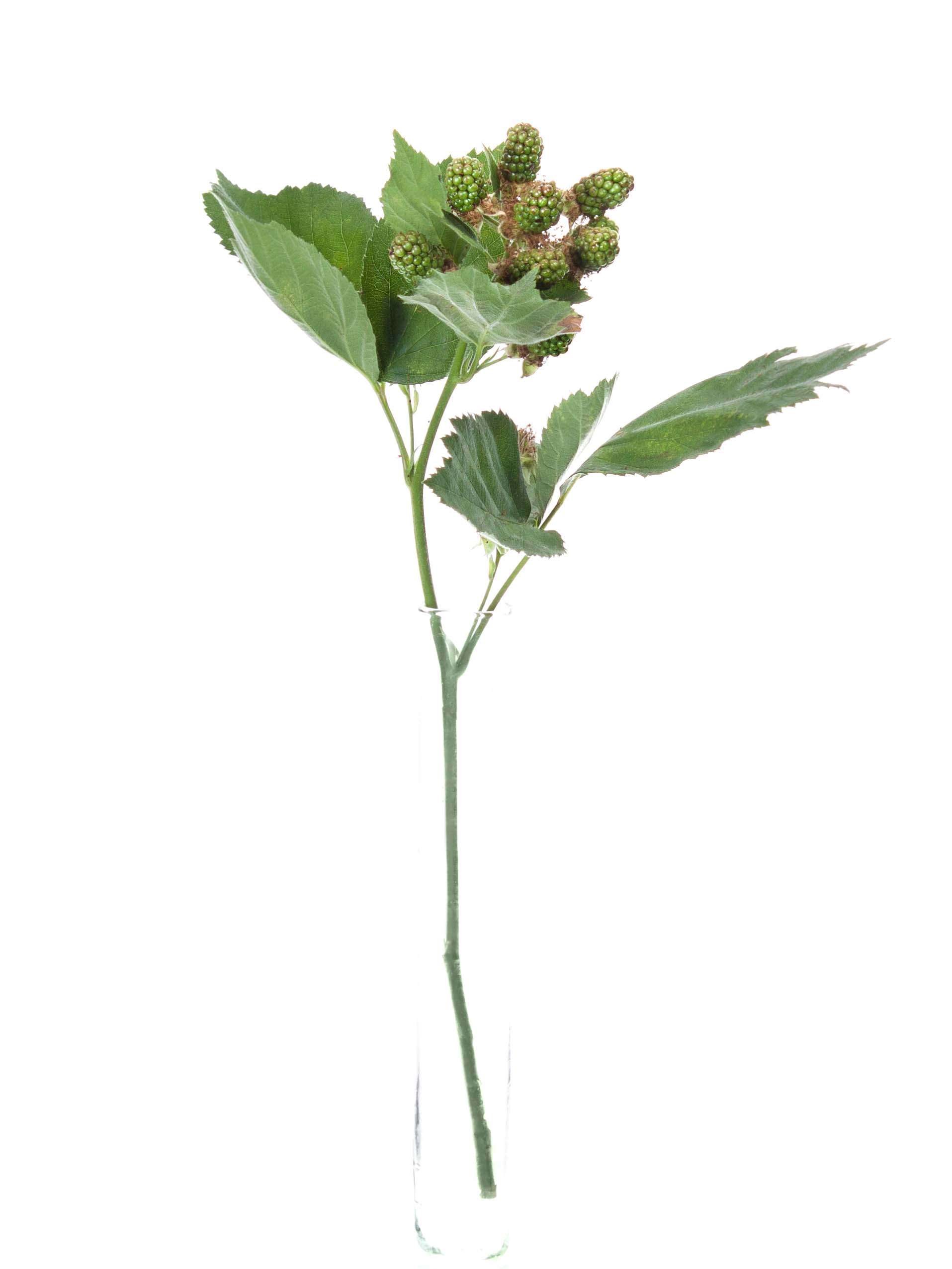 blumigo-rubus-chester-zweige-schnittgr-n-gr-n image 3