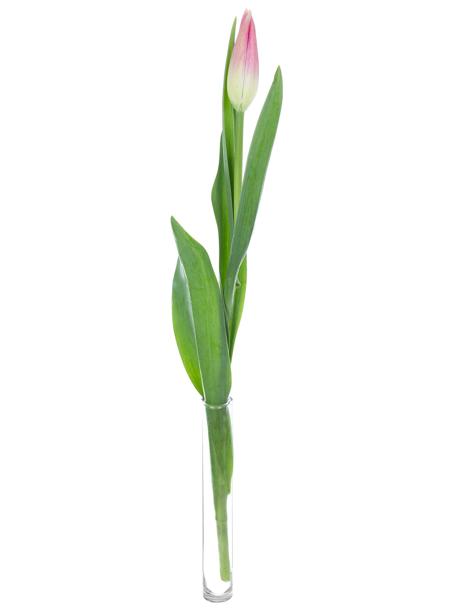 blumigo-tulpen-royal-ten-franz-sisch-pink-wei image 3