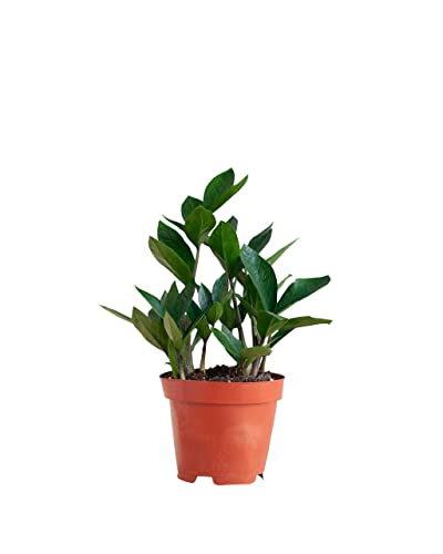 plnts-rareplnts-zamioculcas-zamiifolia-zimmerpflanze-35-cm-gl-cksfeder image 8