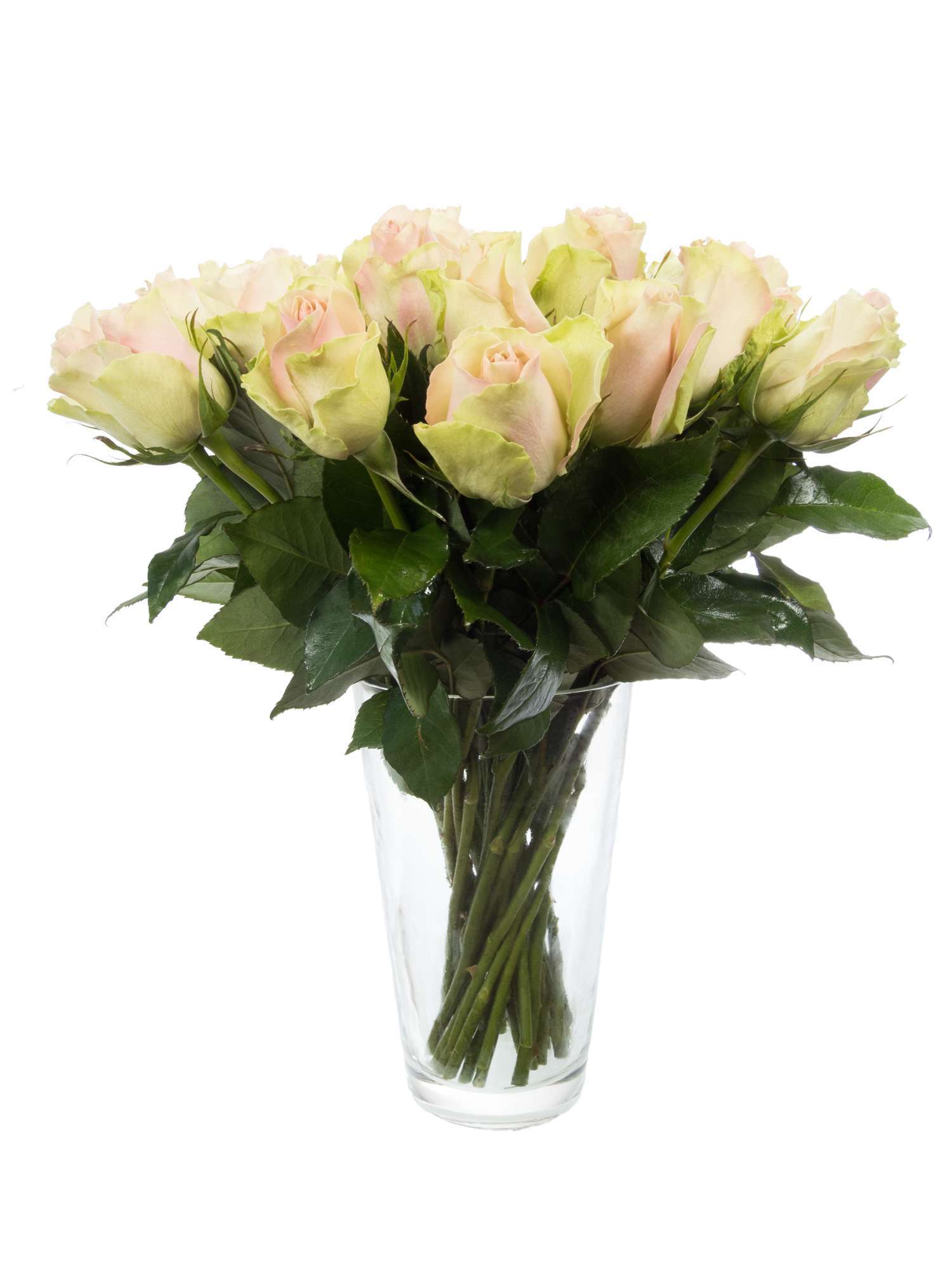 blumigo-rosen-la-belle-schnittrose-rosa image 2