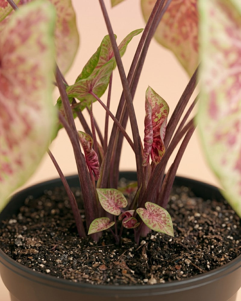 feey-variado-caladium-raspberry-moon-zimmerpflanze-gross image 4