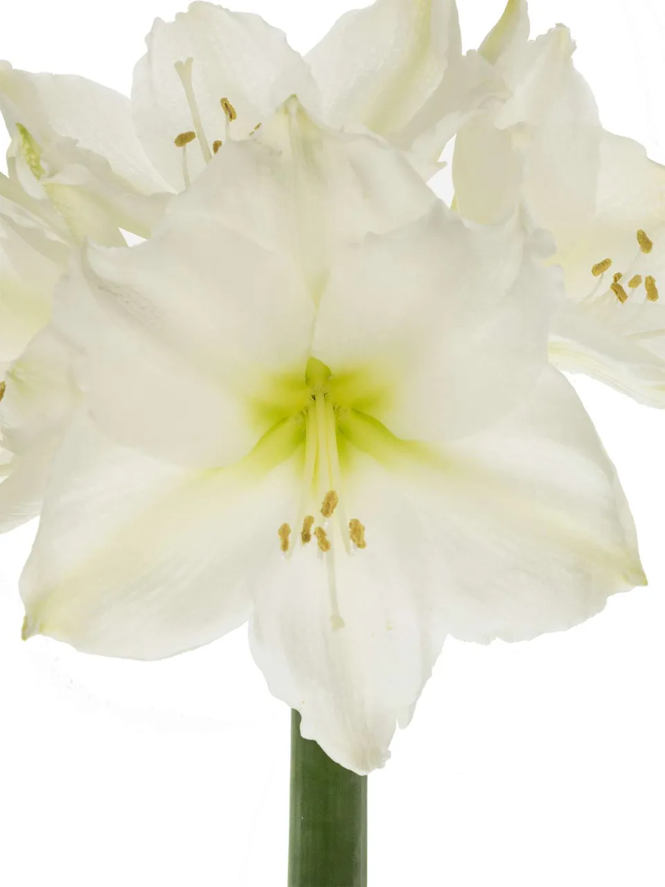 blumigo-amaryllis-christmas-gift-schnittblume-wei image 1