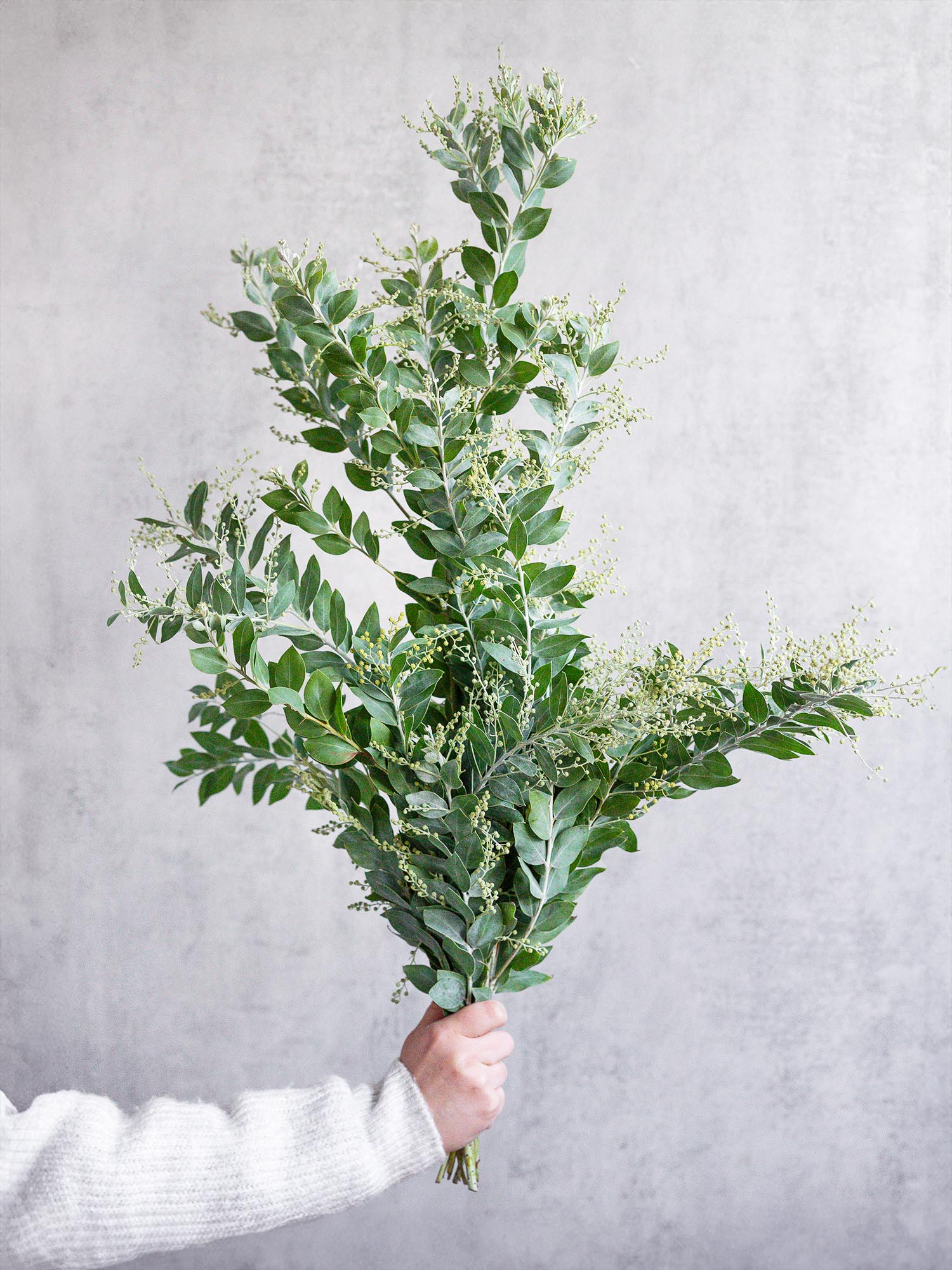 blumigo-exklusives-greenery-mimose-gr-n-silber-schnittgr-n image 1