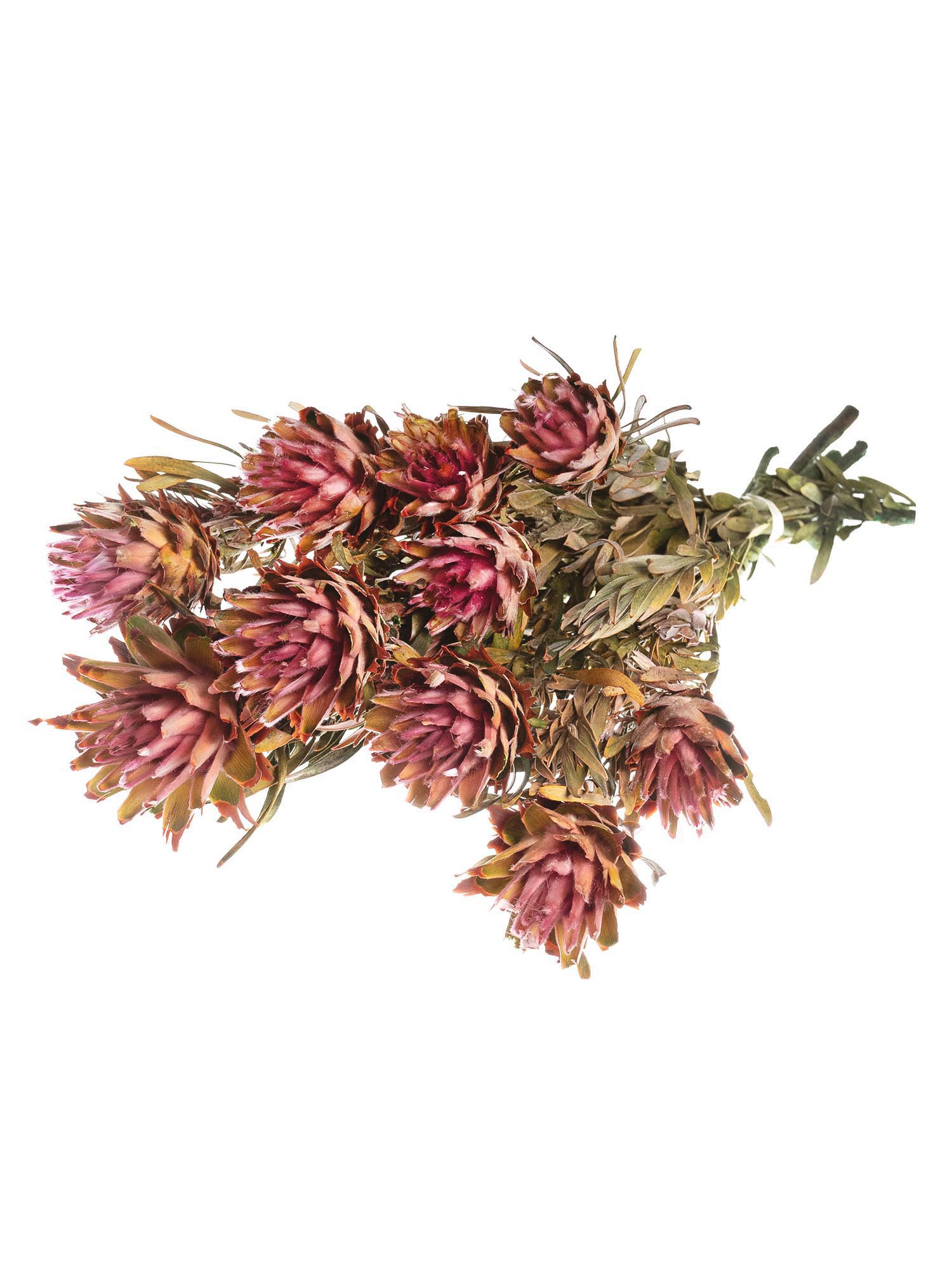 blumigo-trockenblumen-leucospermum-plumosum-trockenblume-pink-gr-n image 3