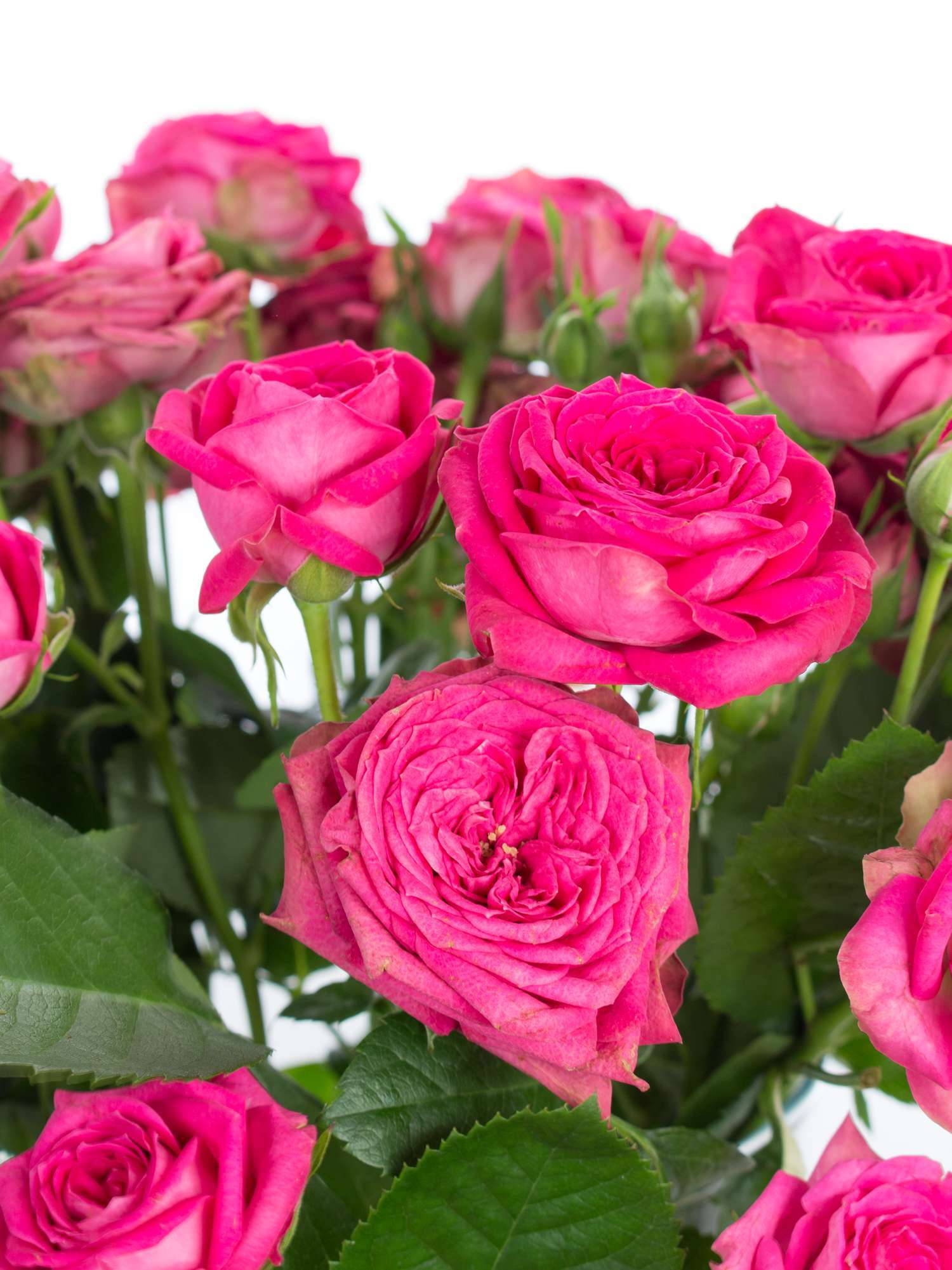 blumigo-magic-pepita-rosen-verzweigt-pink-stiel image 1