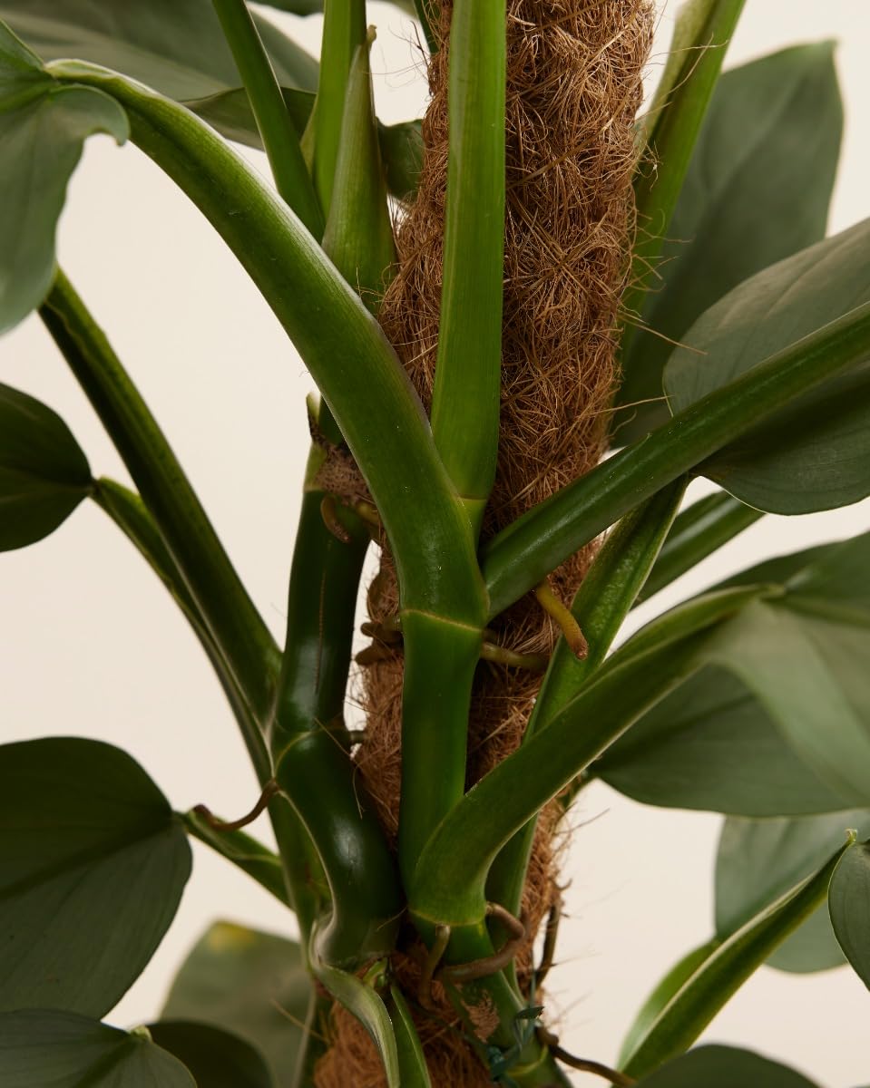 plnts-rareplnts-philodendron-hastatum-zimmerpflanze-60-cm-silber image 3