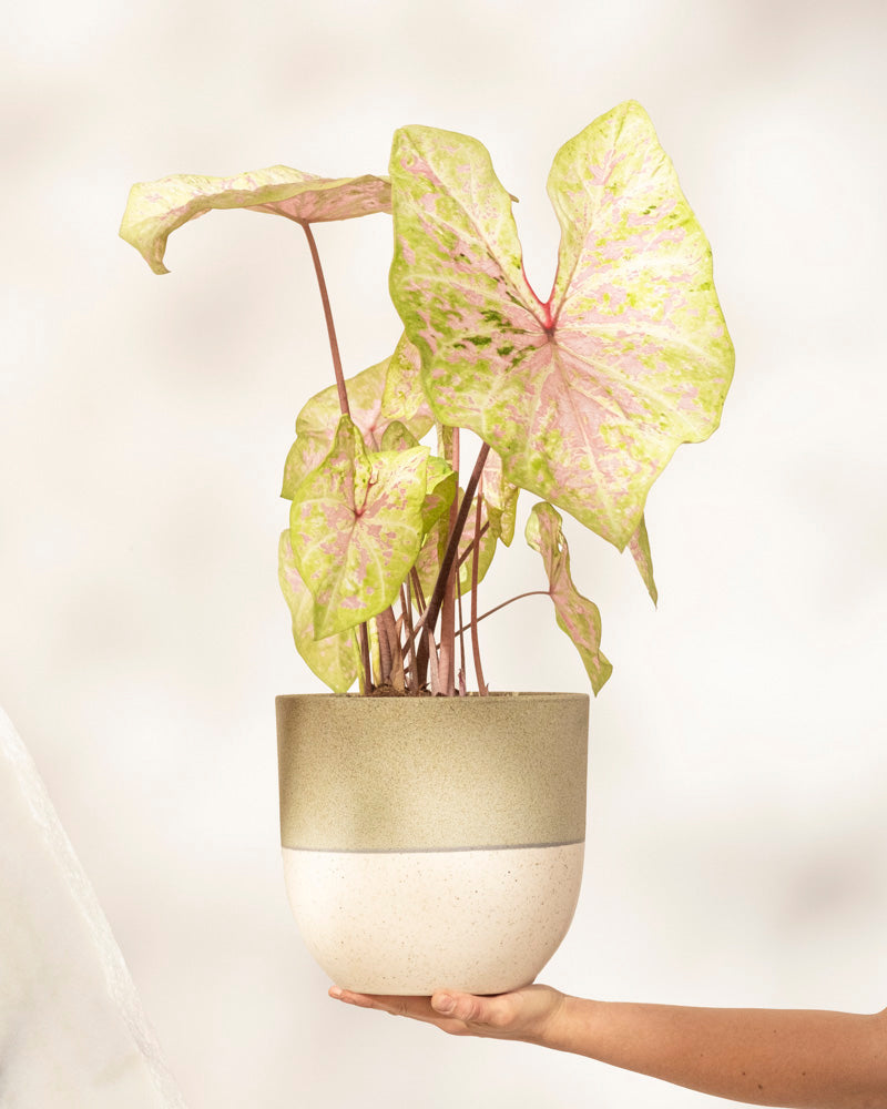 feey-variado-caladium-seafoam-pink-zimmerpflanze-ohne-bertopf image 1