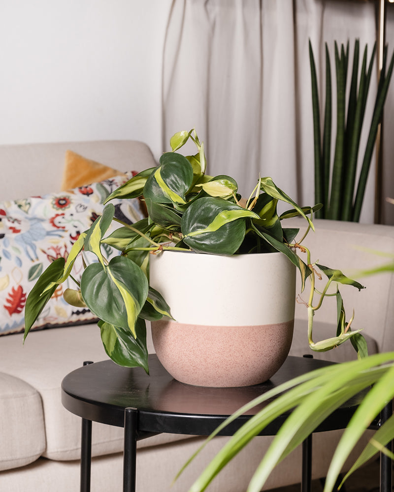 feey-variado-philodendron-scandens-brasil-h-ngepflanze-pflegeleicht image 4