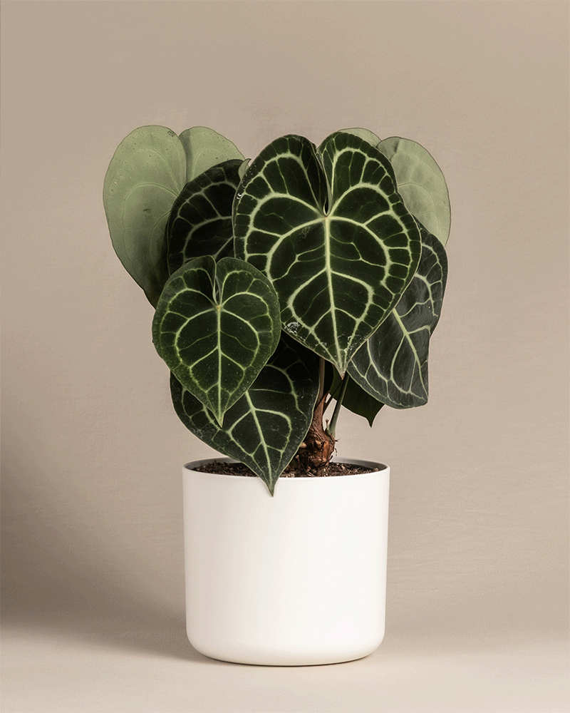 feey-variado-anthurium-clarinervium-zimmerpflanze-ohne-topf image 7