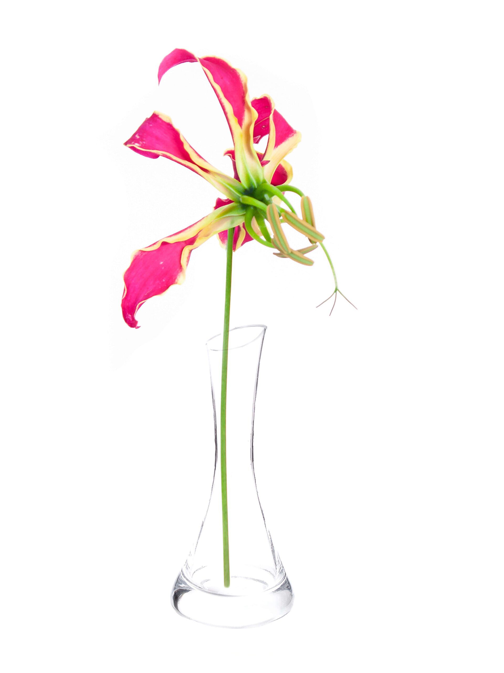 blumigo-ruhmeskrone-gloriosa-rothschild-pink-gelb-blume image 3
