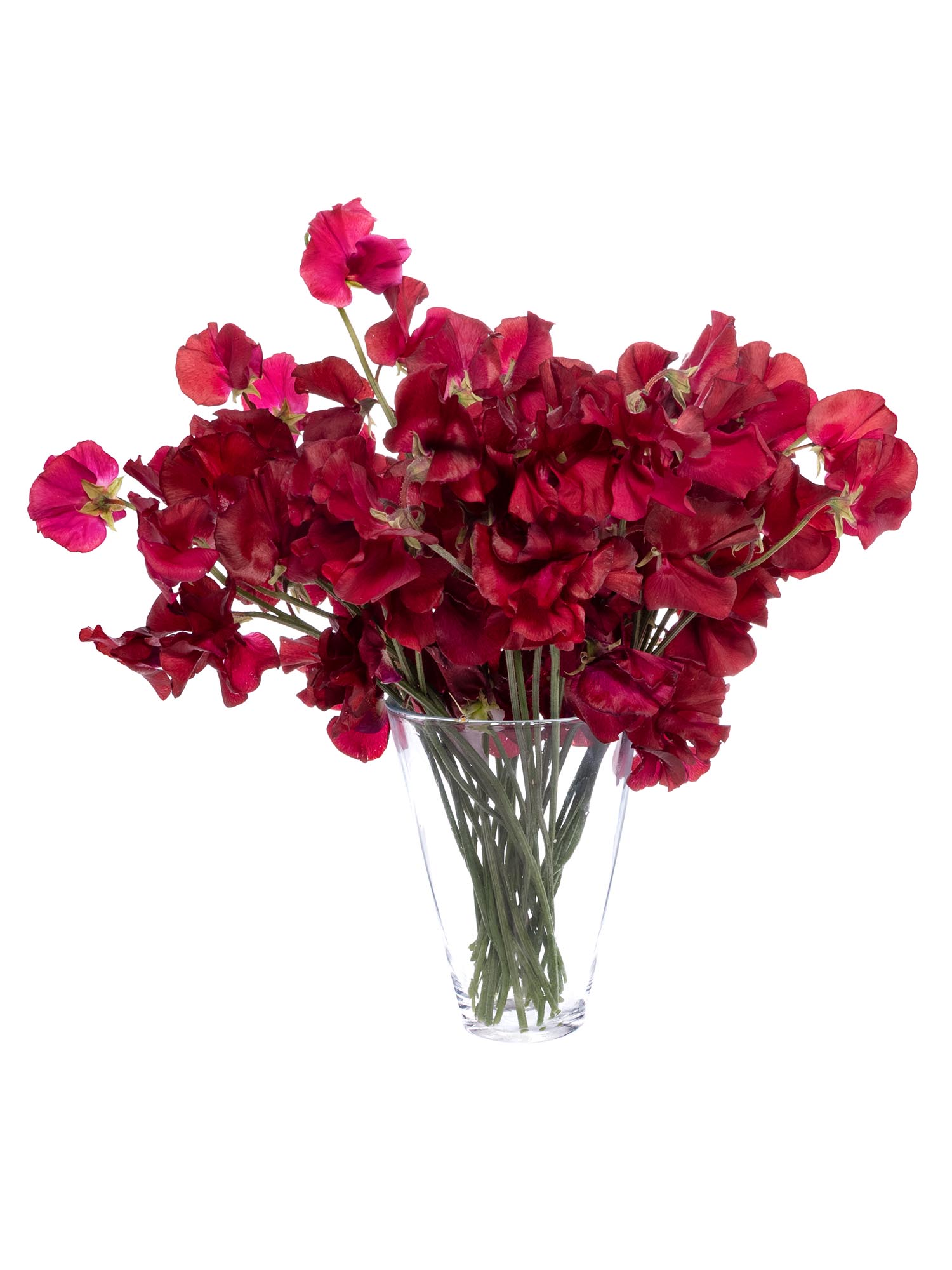 blumigo-wicken-parfum-deep-red-schnittblumen-dunkelrot-duftend image 2