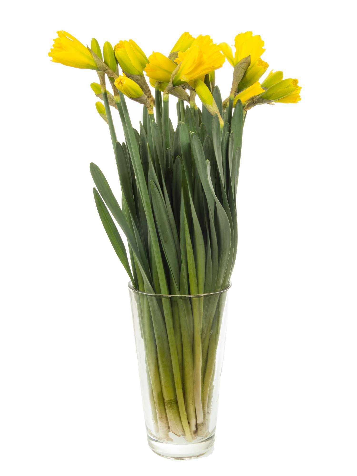blumigo-narzissen-gigantic-star-fr-hlingsknollen-gelb image 2