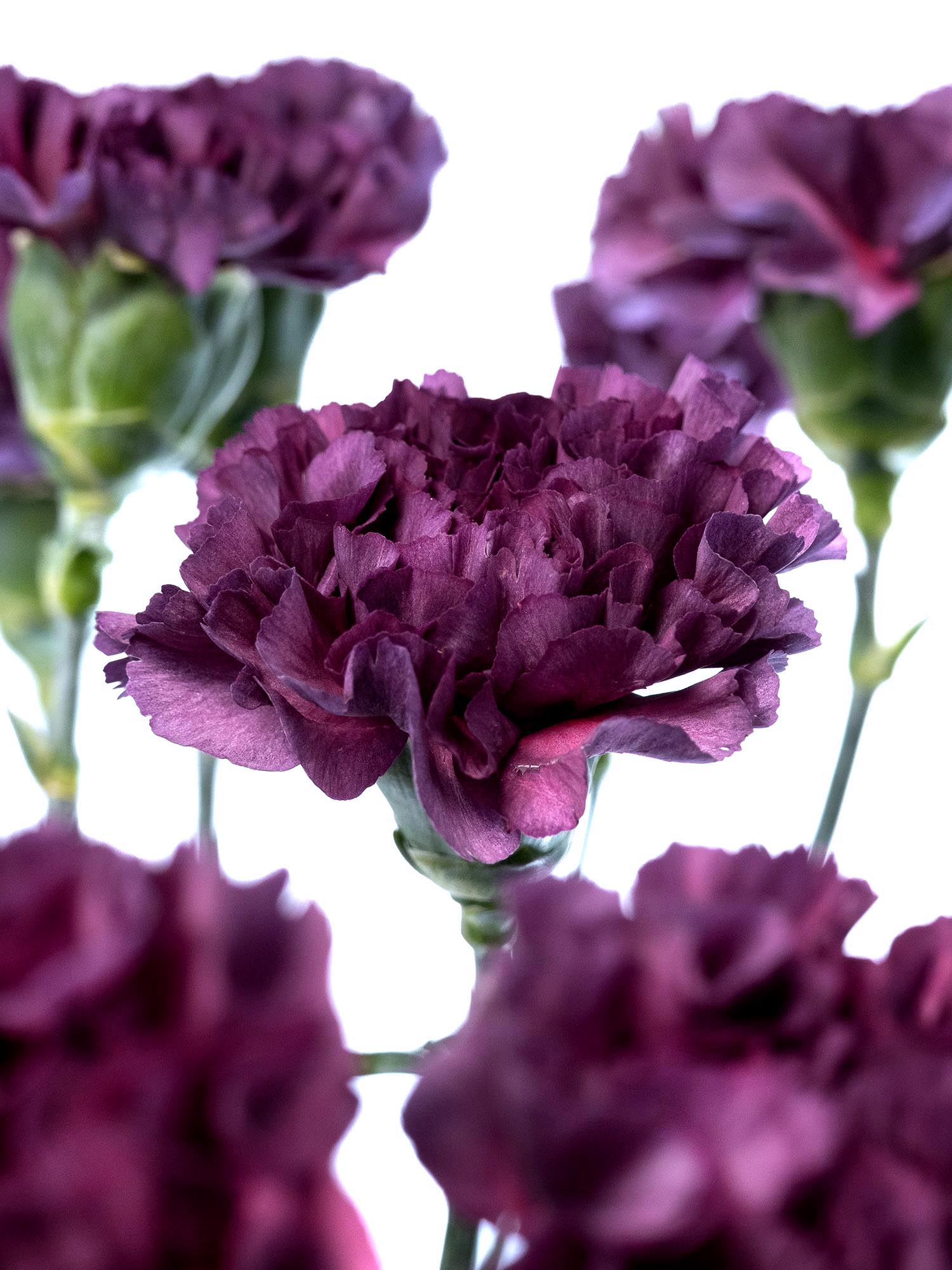 blumigo-nelken-cobalt-thrill-violett-schnittnelke image 2