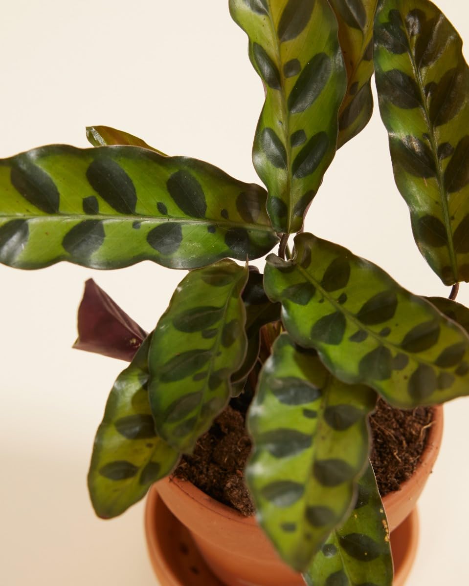 plnts-babyplnts-calathea-lancifolia-zimmerpflanze-15cm image 3
