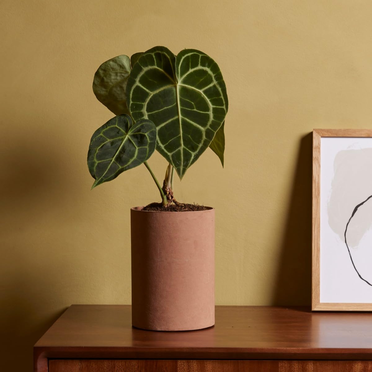 plnts-rareplnts-anthurium-clarinervium-herzblattblume-15-cm-topf image 7