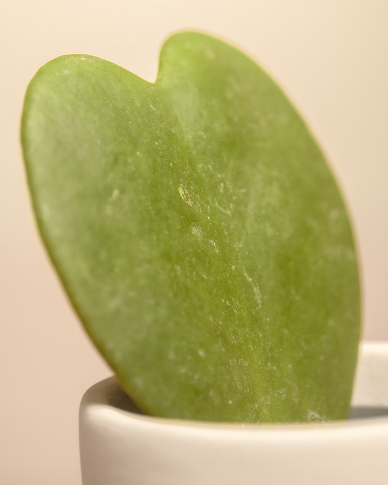 feey-variado-starter-set-sansevieria-efeutute-2-pflanzen image 8