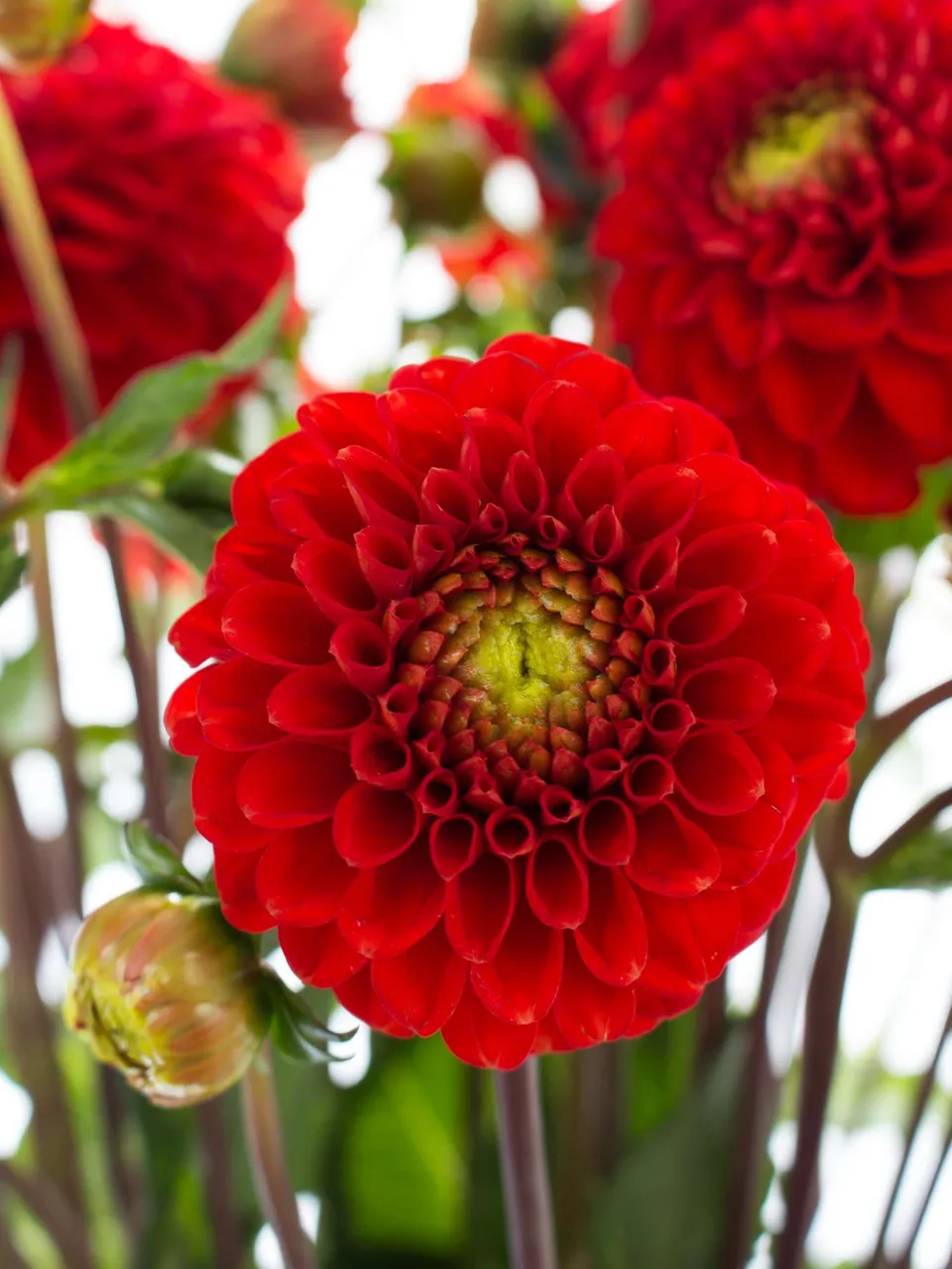 blumigo-bindegr-n-dahlien-salsa-schnittblume-rot-stiel image 1