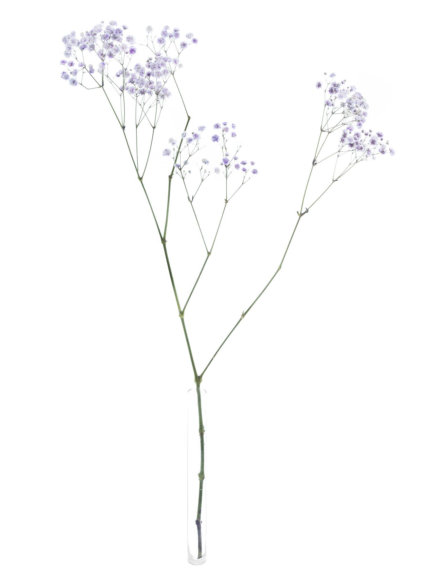 blumigo-schleierkraut-painted-schnittblume-milka-violett-1-bund image 3
