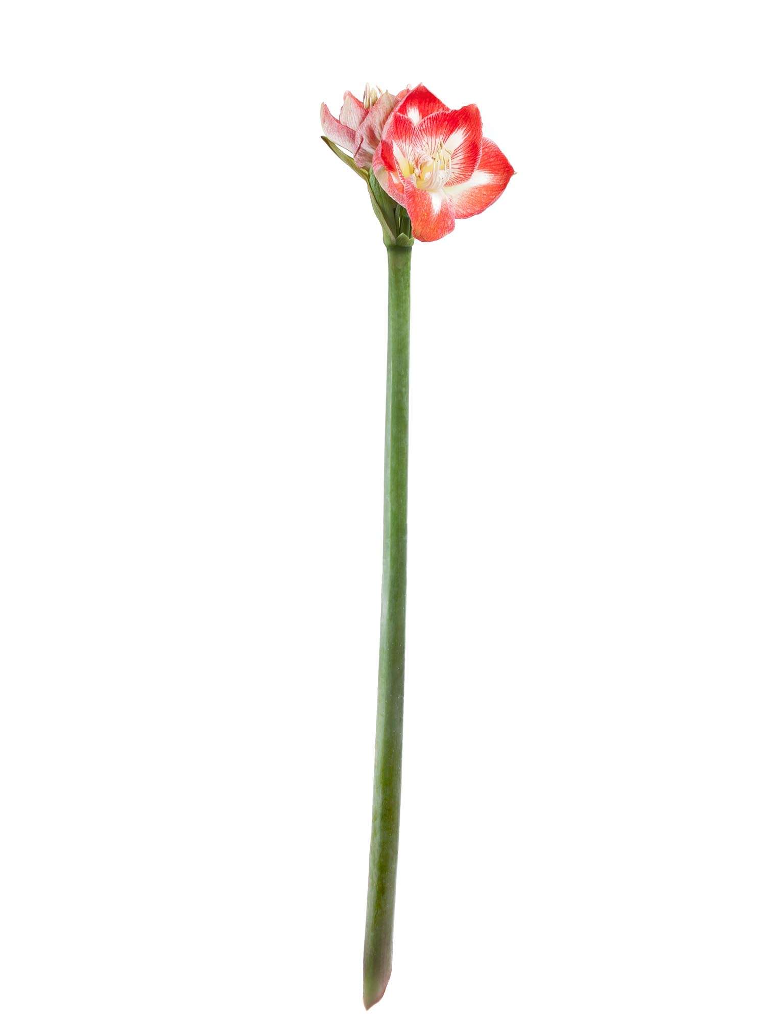 blumigo-amaryllis-minerva-schnittblume-rot-wei image 3