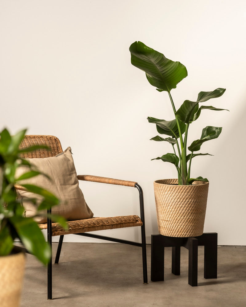 feey-variado-strelitzie-xl-zimmerpflanze-gro-viel-licht image 4