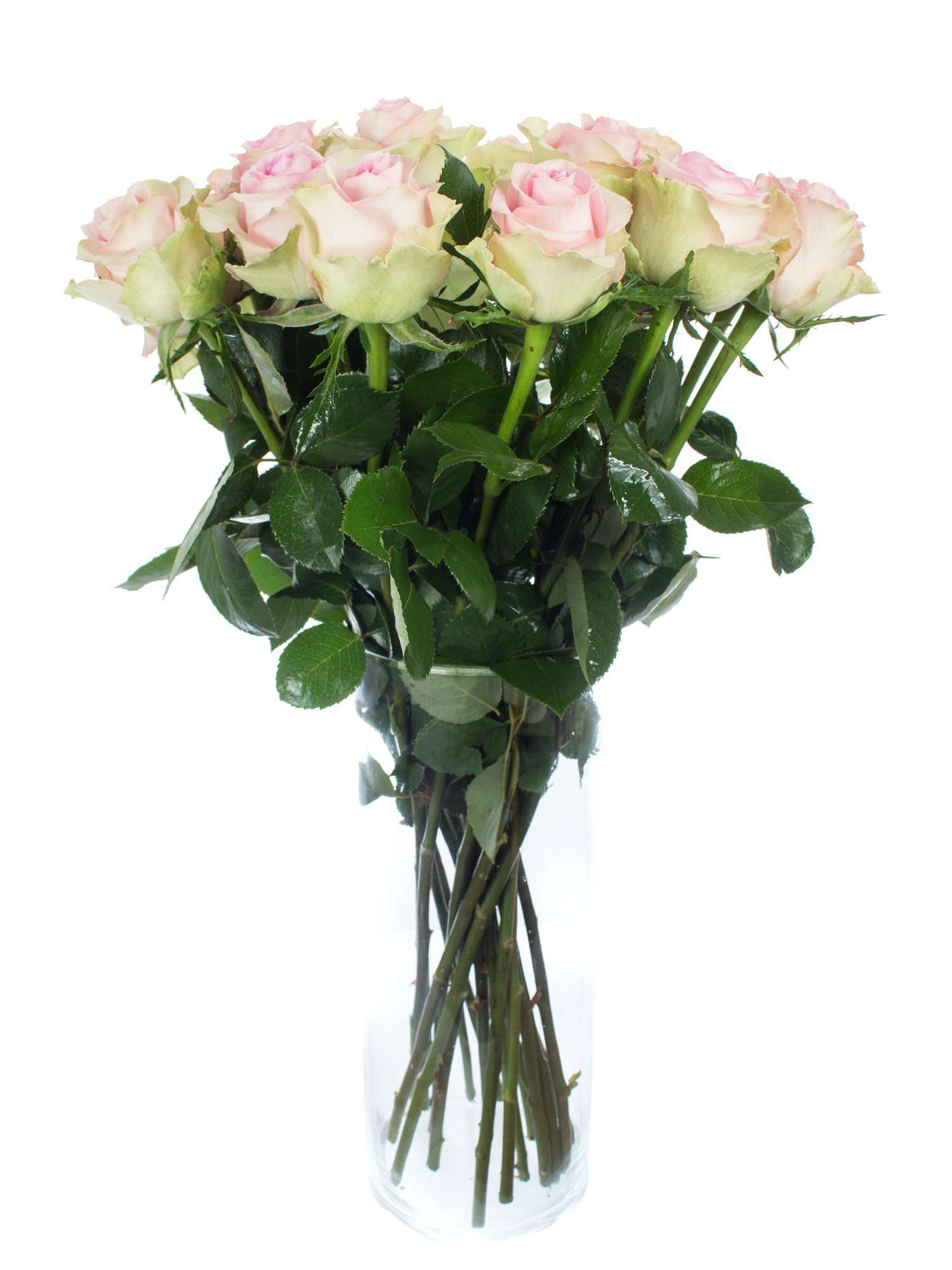 blumigo-rosen-brigitte-bardot-rosa-schnittblumen-frisch image 2