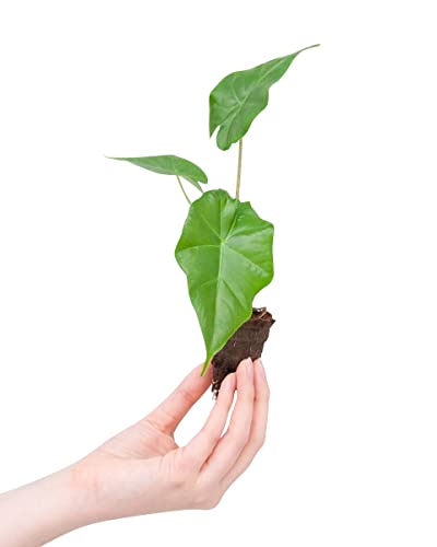 plnts-babyplnts-alocasia-portodora-zimmerpflanze-20-cm-gr-n image 7