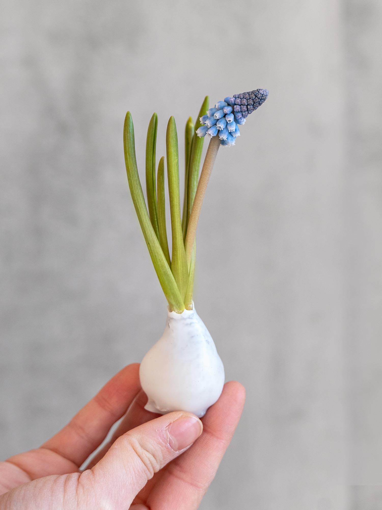 blumigo-fr-hlingsknollen-muscari-gewachst-wei-blaue-bl-te image 6