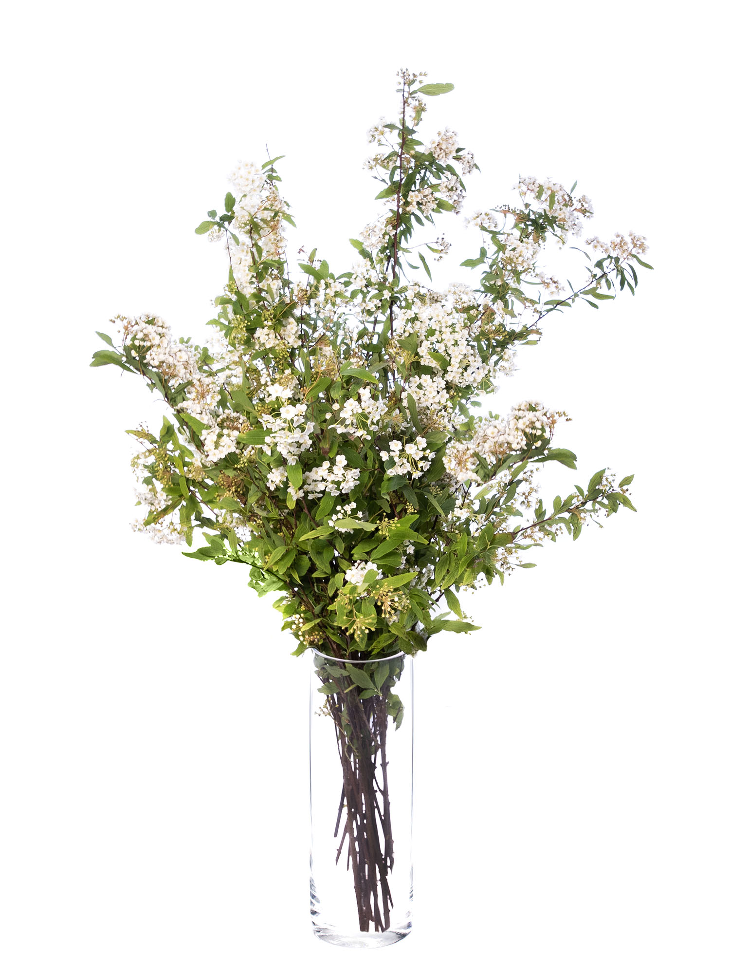 blumigo-blattwerk-spirea-spierstrauch-bindegr-n-wei image 2