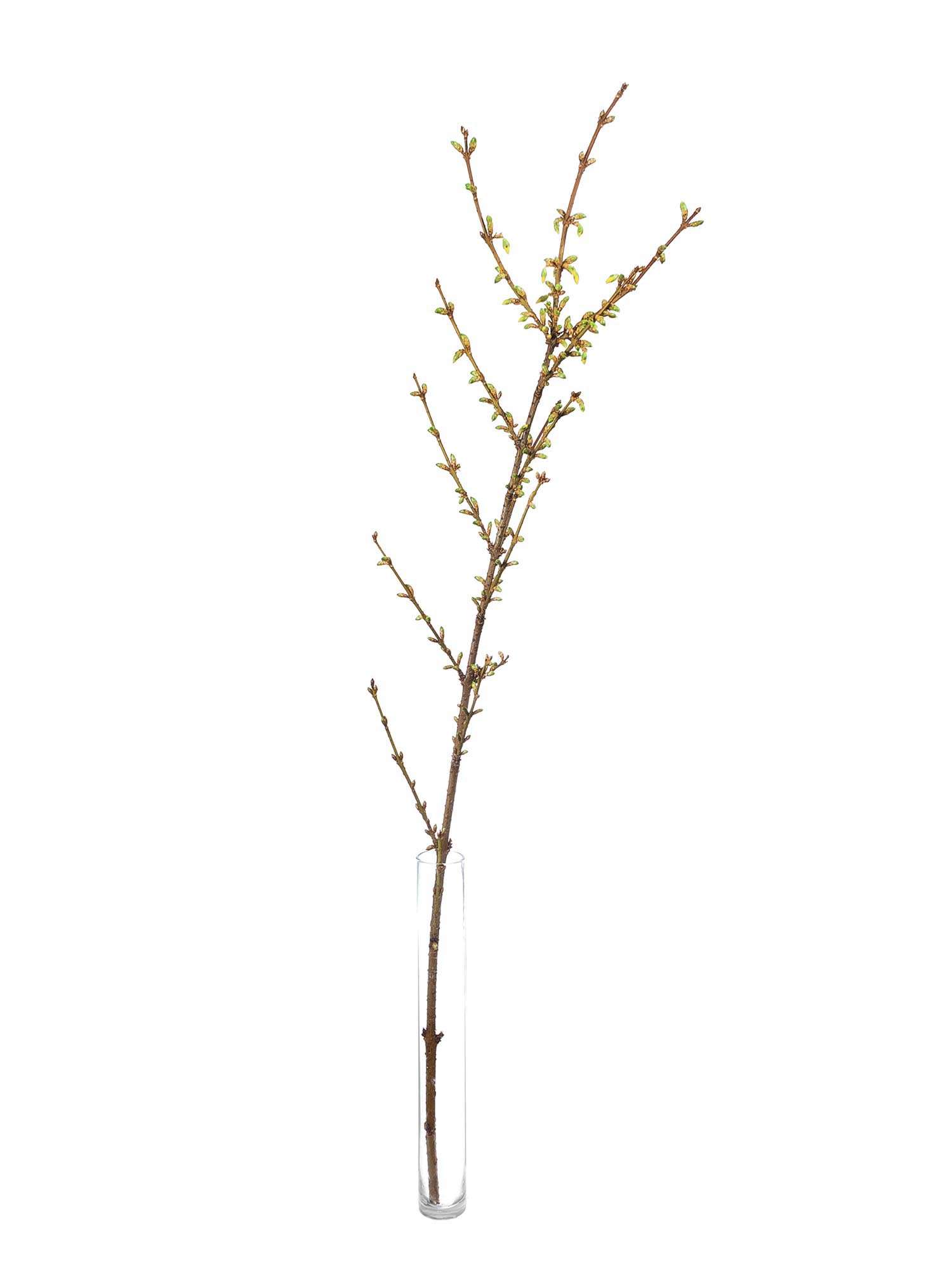 blumigo-zweige-forsythienzweige-gelbe-bl-hzweige image 3
