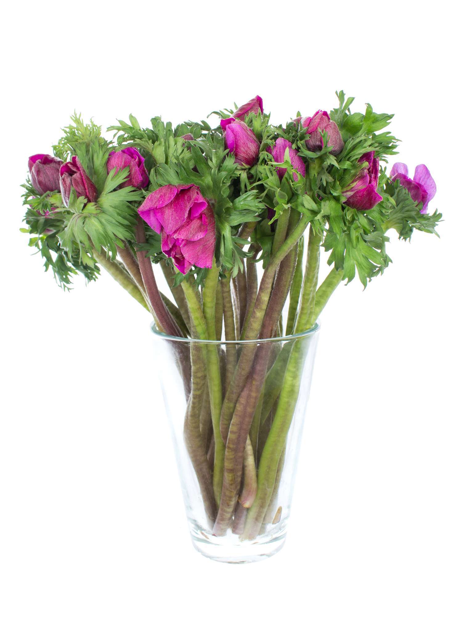 blumigo-anemonen-pinke-schnittblume-rosa-fr-hlingsblume image 3