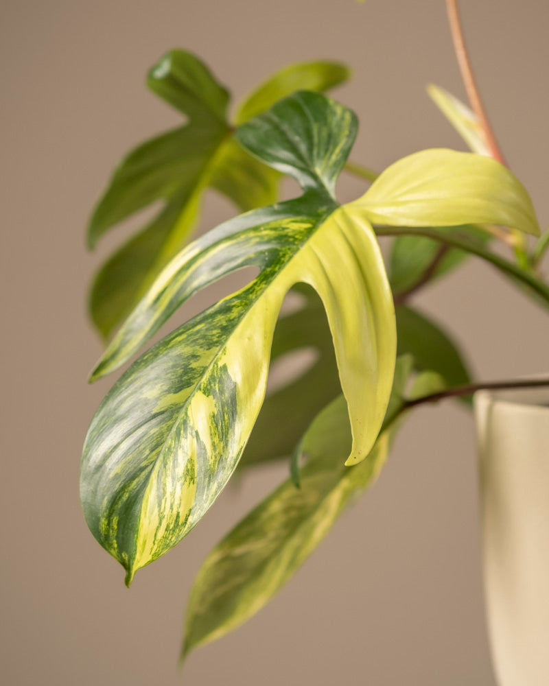 feey-variado-philodendron-florida-beauty-rarit-t-zimmerpflanze-ohne-bertopf image 2