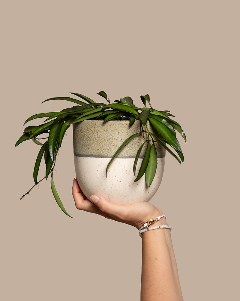 feey-variado-hoya-wayetii-porzellanblume-ohne-bertopf-20cm image 1
