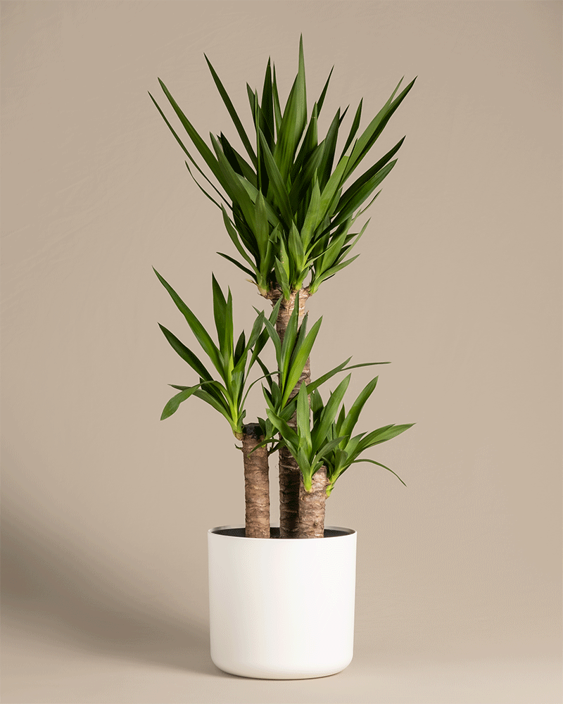 feey-variado-gro-e-yucca-xl-zimmerpflanze-yucca-palme image 5