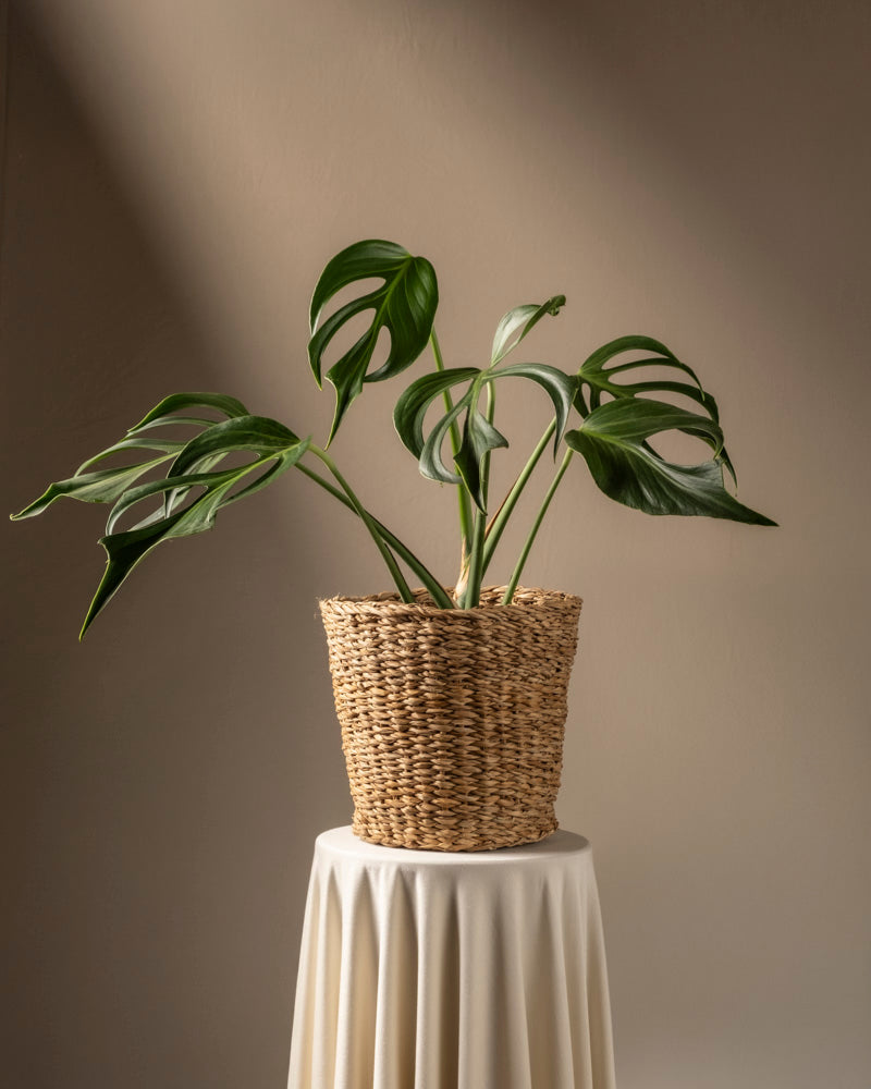 feey-variado-monstera-burle-marx-flame-zimmerpflanze image 7