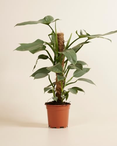 plnts-rareplnts-philodendron-hastatum-zimmerpflanze-60-cm-silber image 8