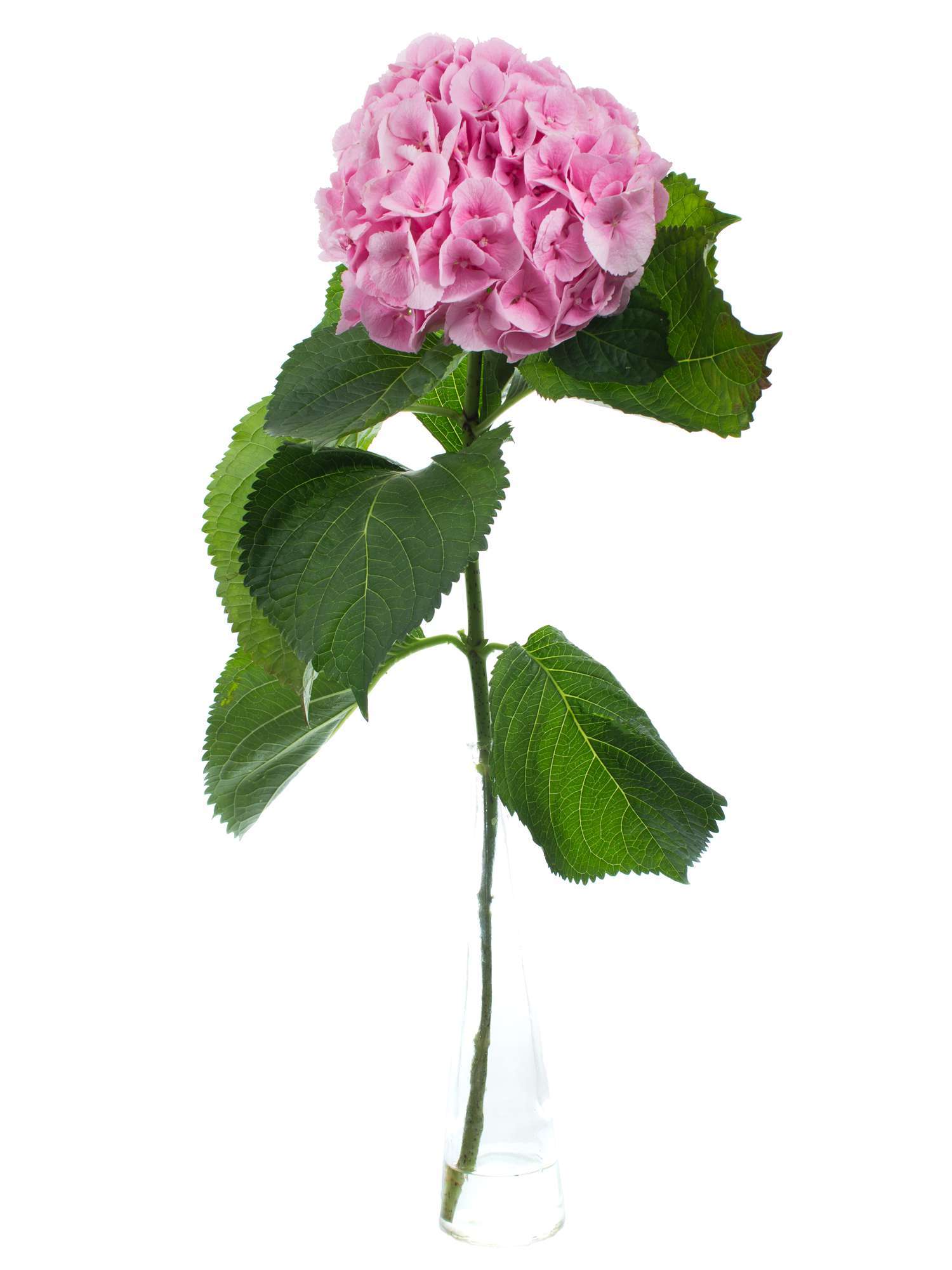 blumigo-hortensien-mammoet-rosa-schnittblume-1-stiel-volumin-s image 2
