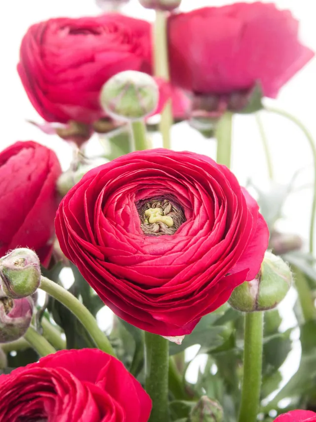 blumigo-ranunkeln-xl-cloni-laser-schnittblumen-pink image 1