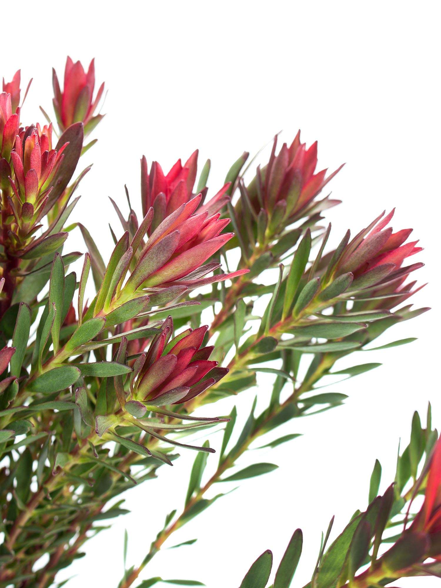 blumigo-proteen-leucadendron-safari-sunset-schnittblume-rot-gr-n image 1